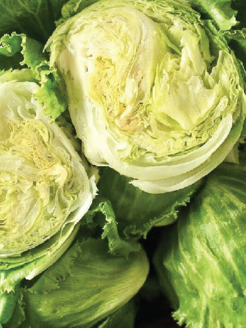 ICEBERG LETTUCE SEEDS <br> بذور الخس الآيسبرغ