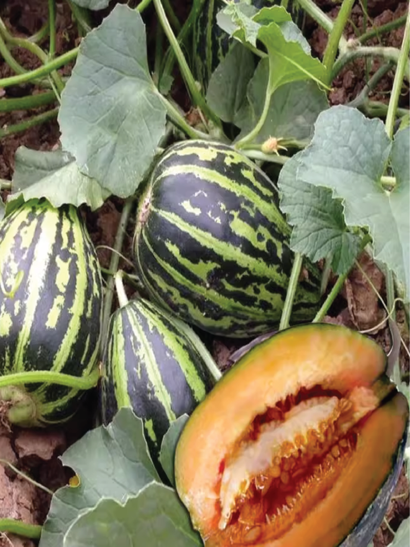 MUSKMELON SEEDS <br> بذور شمام المسك