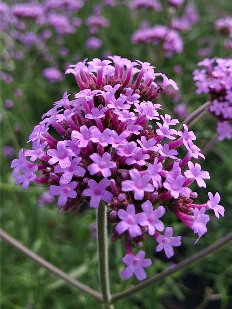VERBENA SEEDS