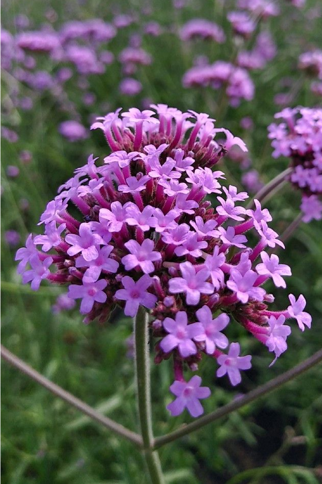 VERBENA SEEDS