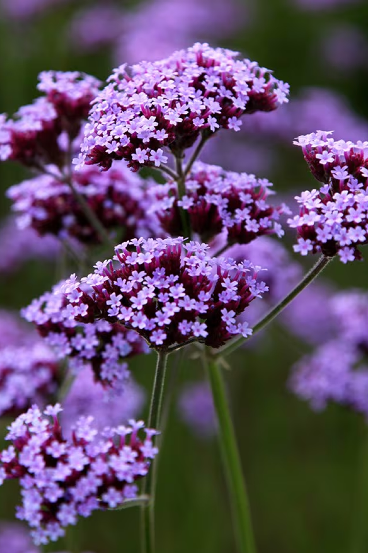 VERBENA SEEDS