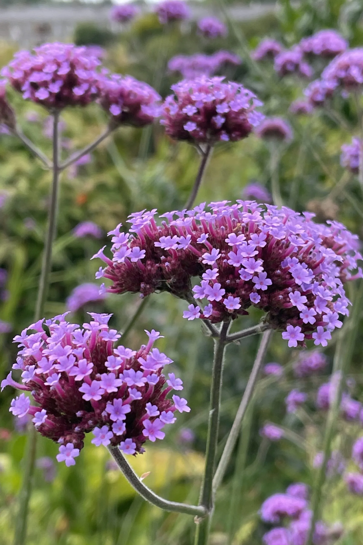 VERBENA SEEDS