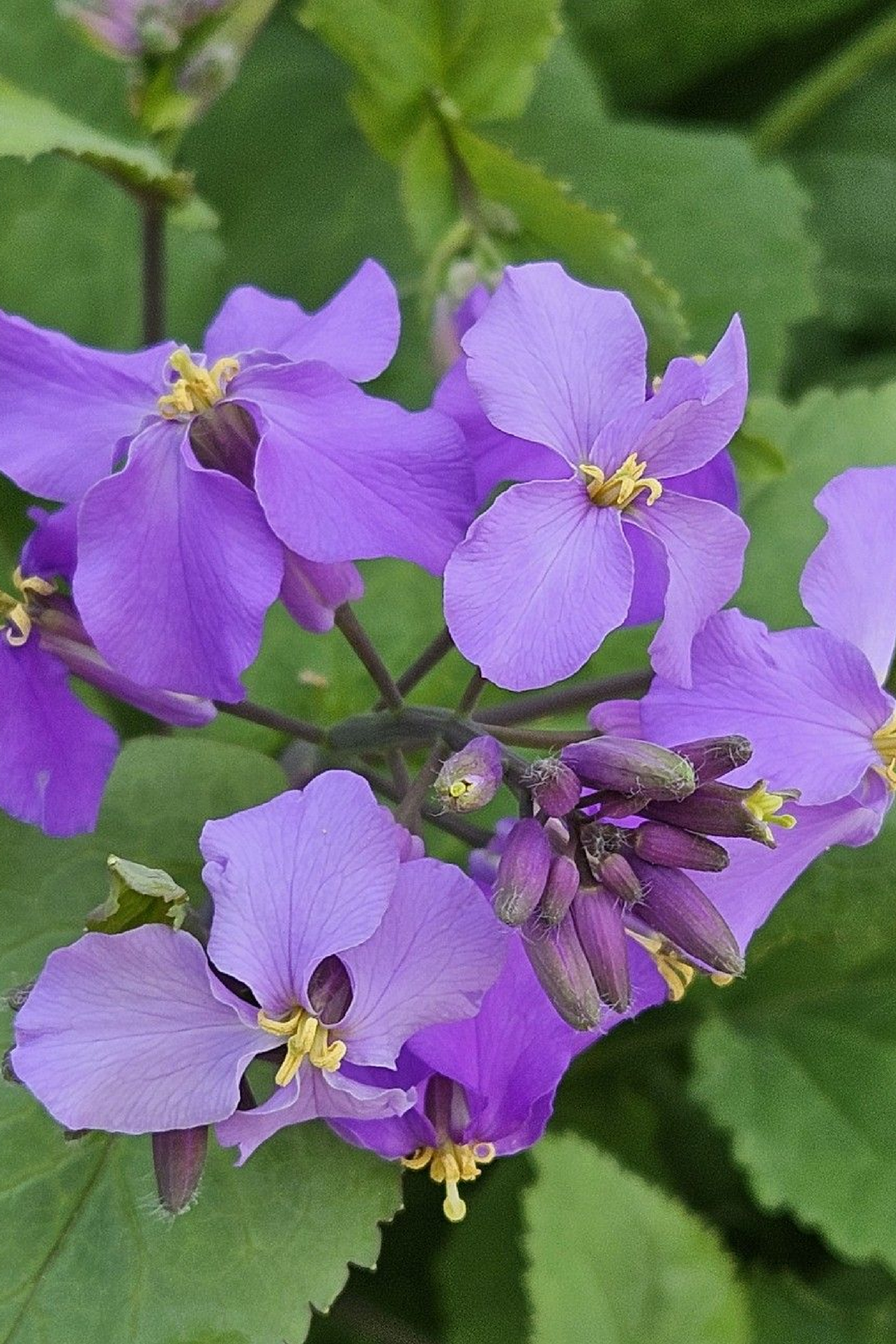 VIOLET FLOWER SEEDS