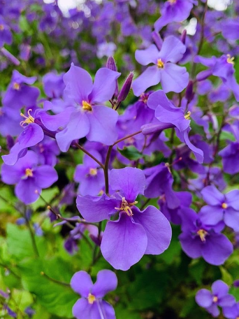 VIOLET FLOWER SEEDLING