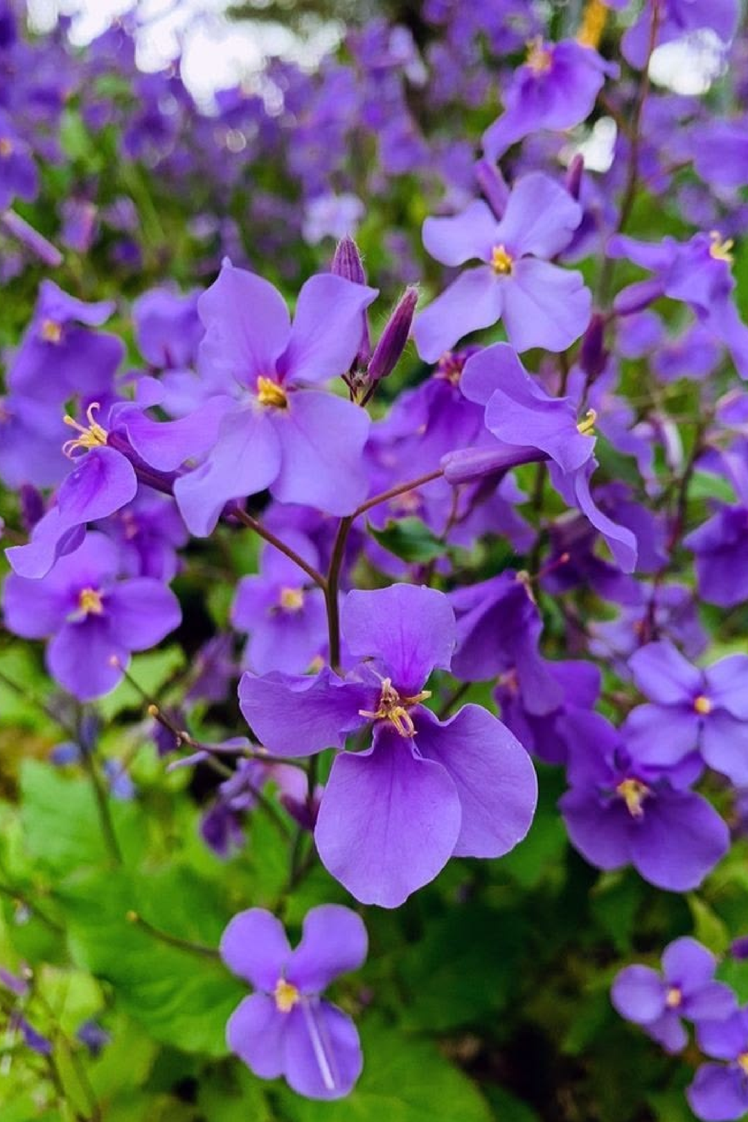 VIOLET FLOWER SEEDS