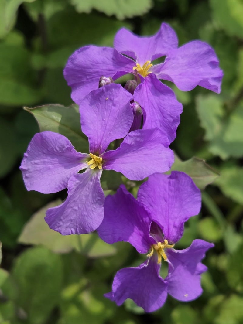 VIOLET FLOWER SEEDS