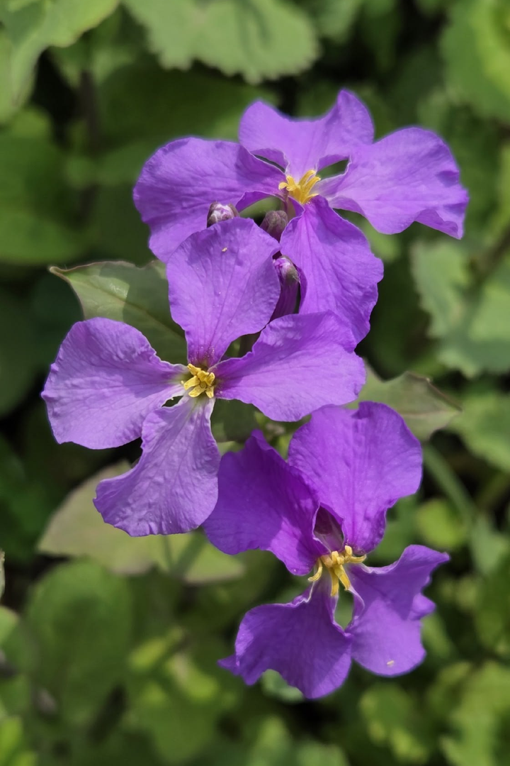 VIOLET FLOWER SEEDS