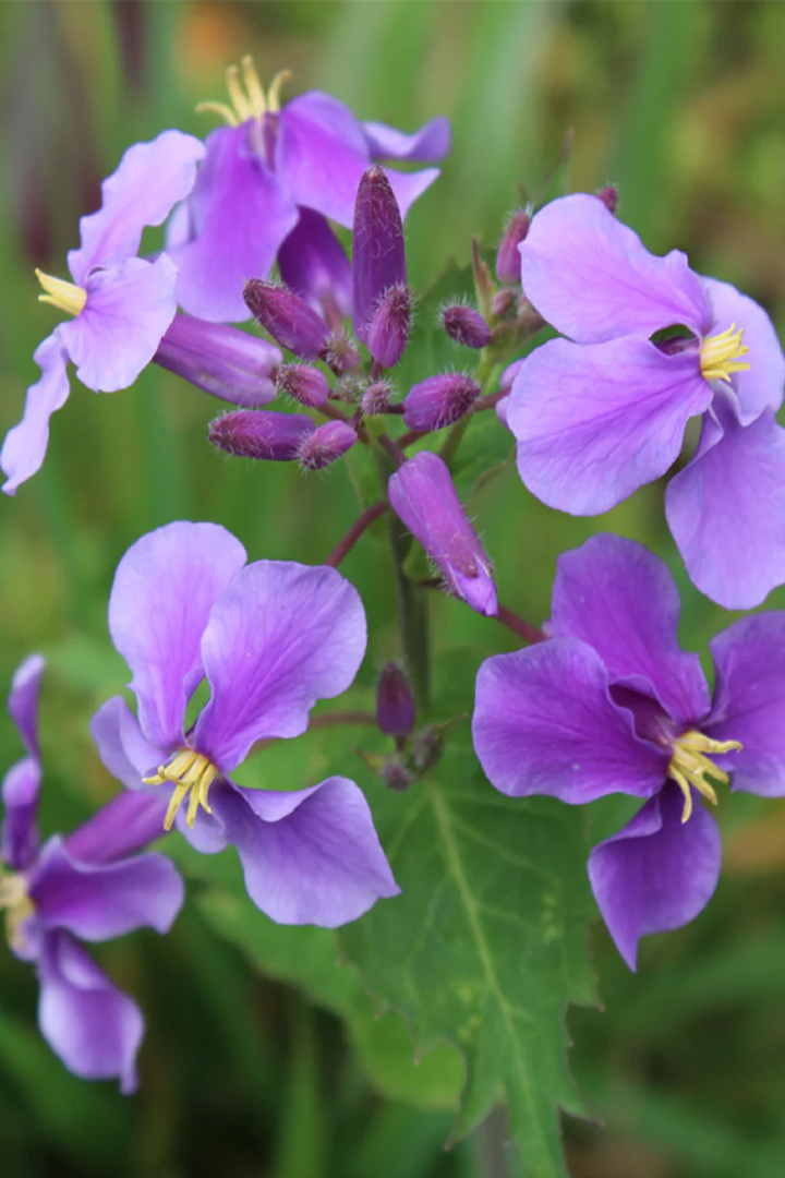VIOLET FLOWER SEEDS