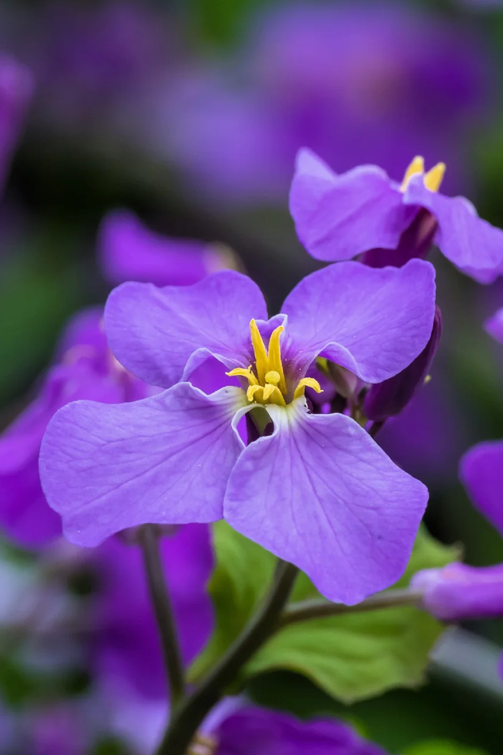 VIOLET FLOWER SEEDS