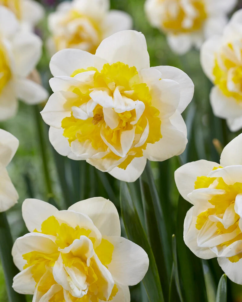 NARCISSUS DOUBLE FLOWER SEEDLING<br>شتلات زهور النرجس الدبل
