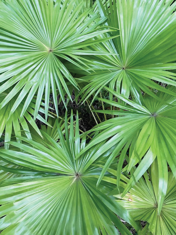 WASHINGTONIA ROBUSTA PLANT