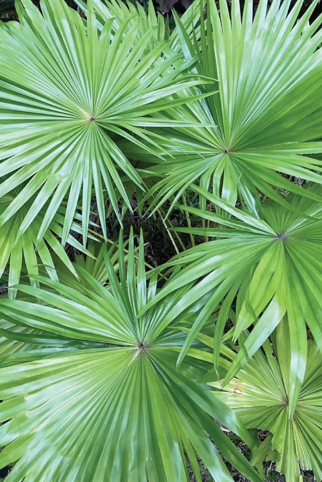 WASHINGTONIA ROBUSTA PLANT