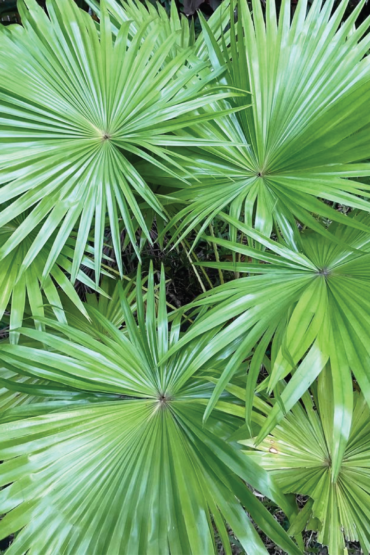 WASHINGTONIA ROBUSTA PLANT