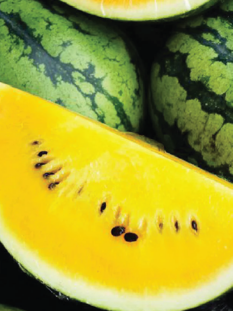 YELLOW WATERMELON SEEDLING <br> شتلات البطيخ الأصفر