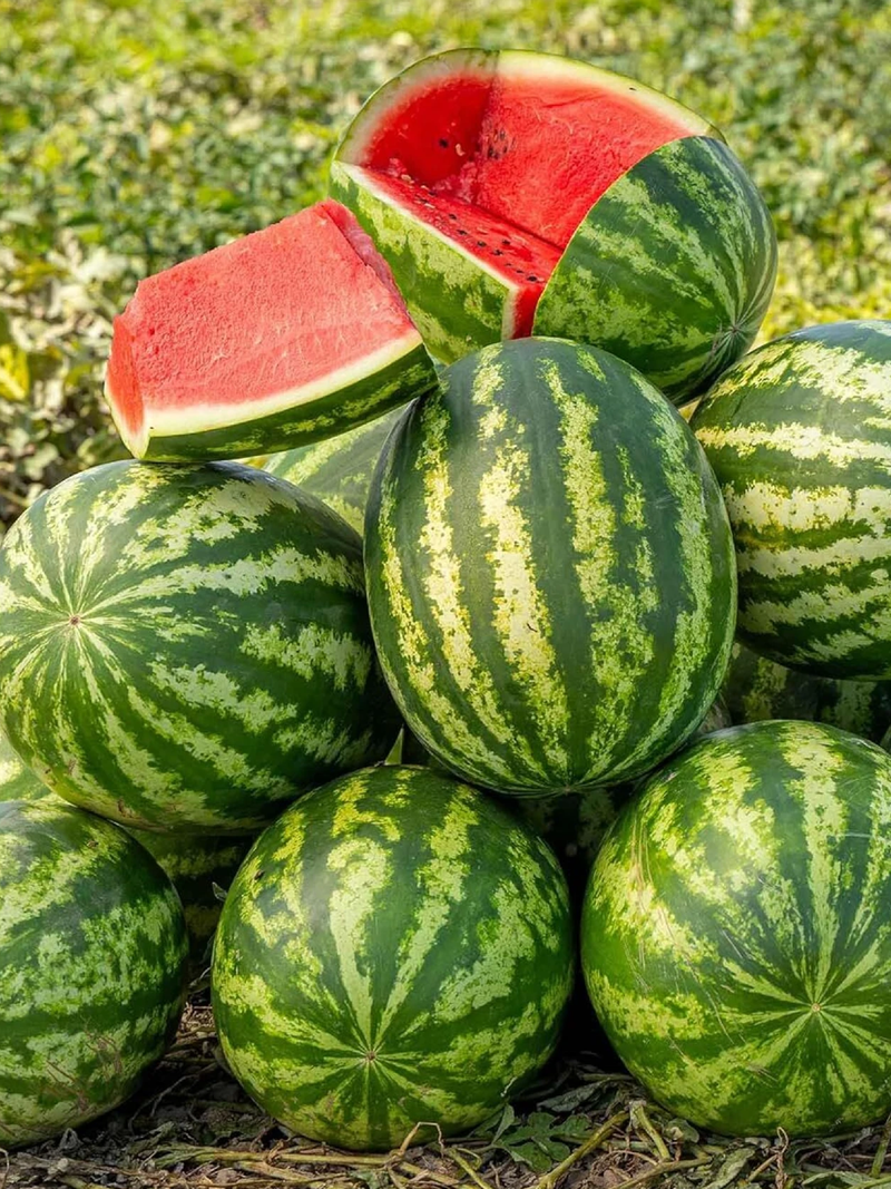 STRIPED WATERMELON SEEDLING