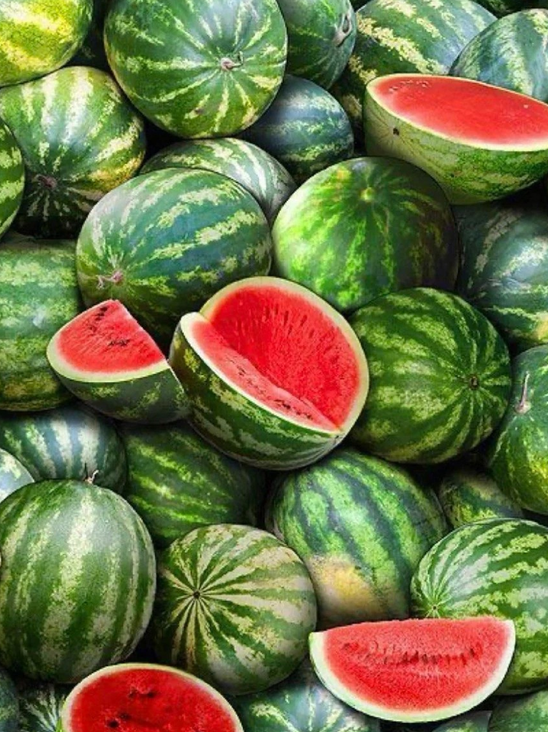 STRIPED WATERMELON SEEDLING