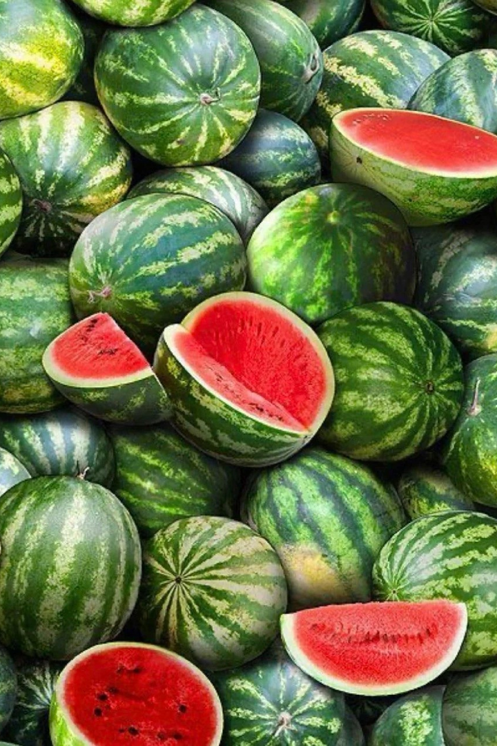 STRIPED WATERMELON SEEDLING