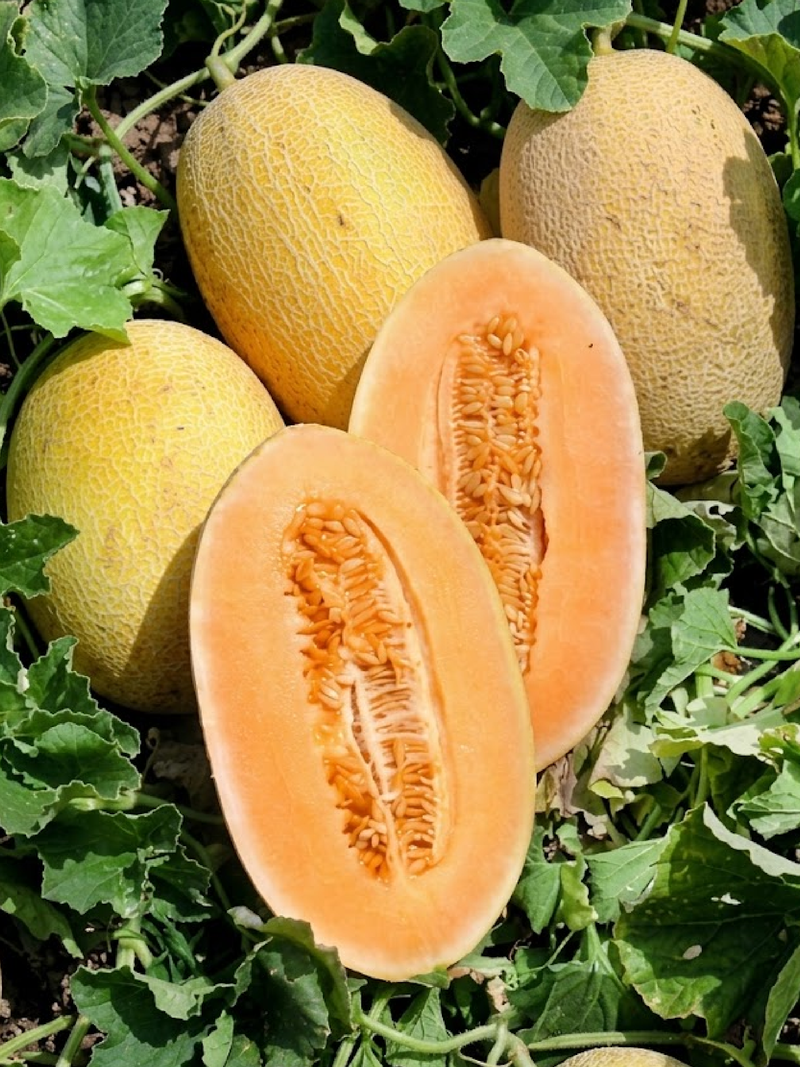 ANANAS SWEET MELON SEEDS