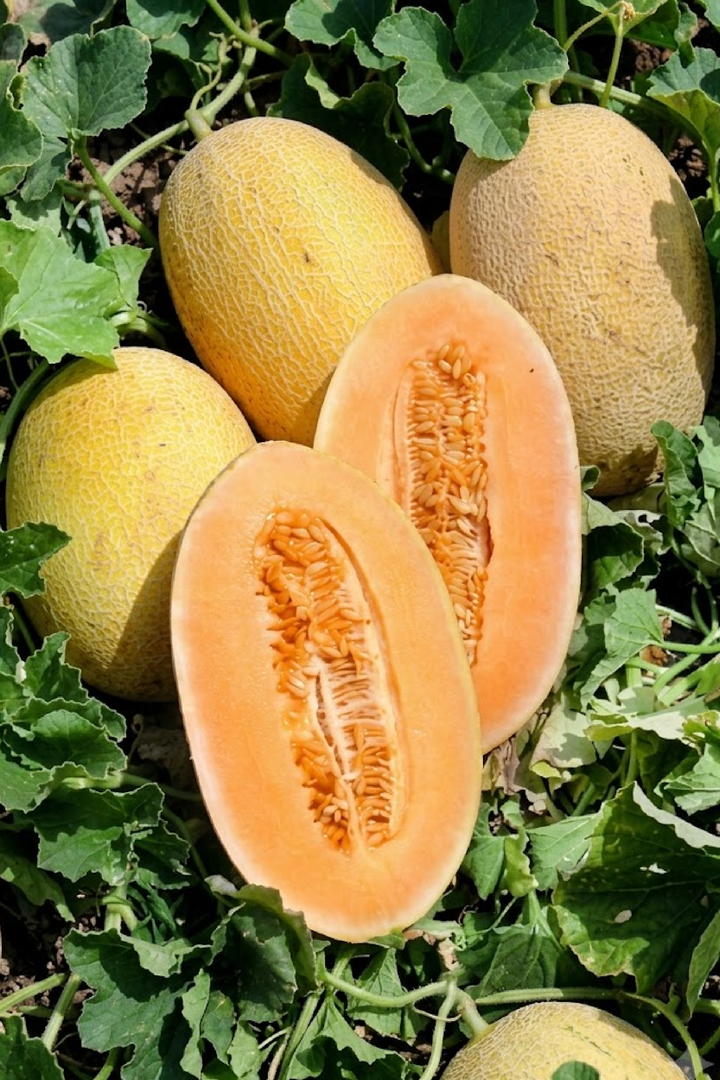 ANANAS SWEET MELON SEEDS
