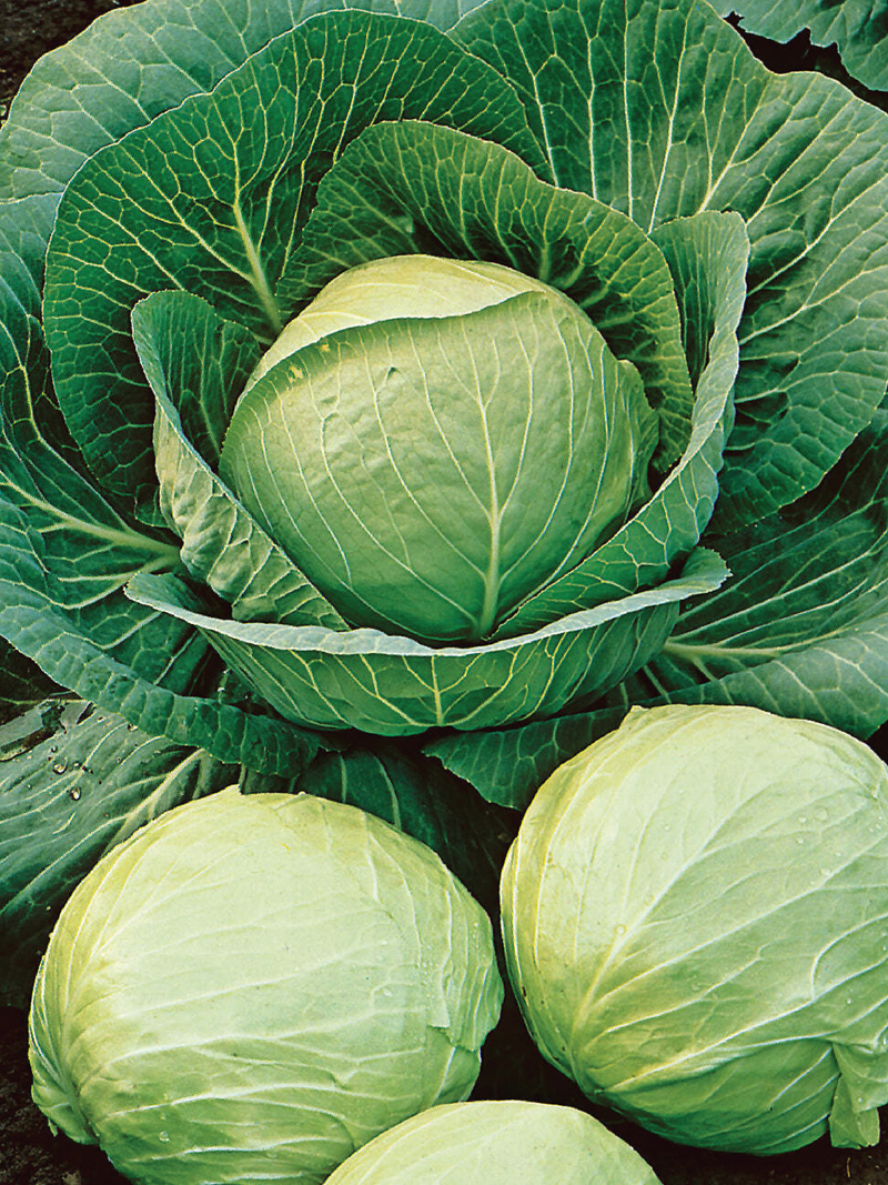 ROUND CABBAGE SEEDS <br> بذور الملفوف الدائري