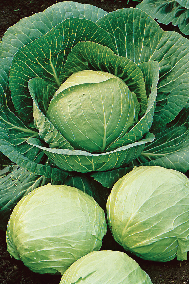 ROUND CABBAGE SEEDS <br> بذور الملفوف المستدير