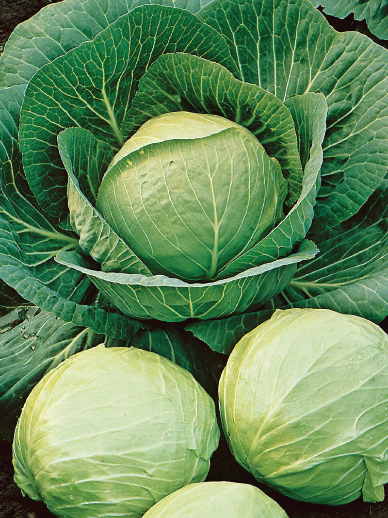 ORGANIC CABBAGE SEEDLING <br>شتلات الملفوف العضوية
