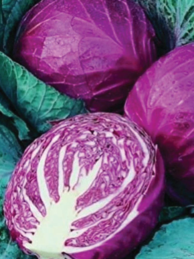 RED ACRE CABBAGE SEEDS <br> بذور الملفوف الأحمر