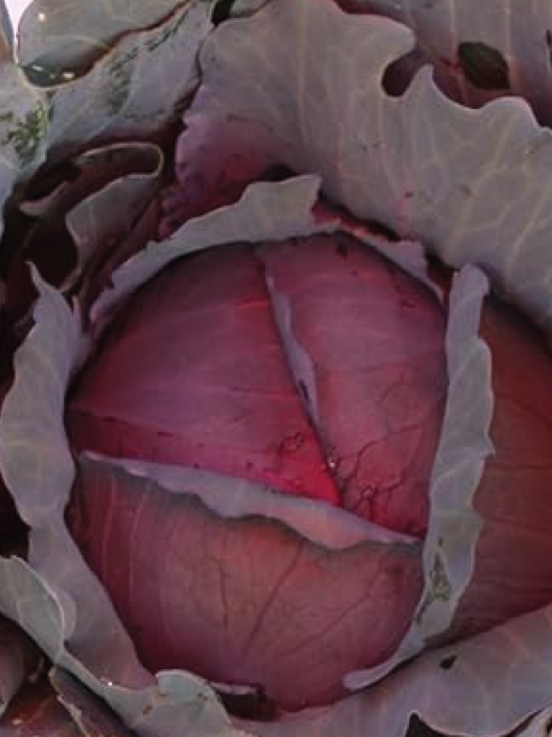 RED EXPRESS CABBAGE SEEDS <br> بذور الملفوف الأحمر اكسبرس