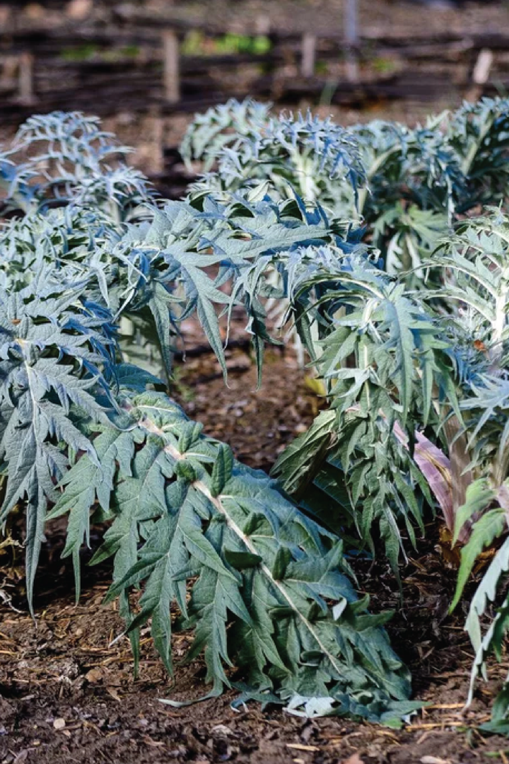 CARDOON SEEDS <br> بذور الكردون