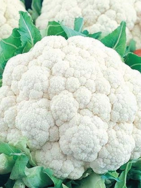 CAULIFLOWER SEEDS <br> بذور القرنبيط