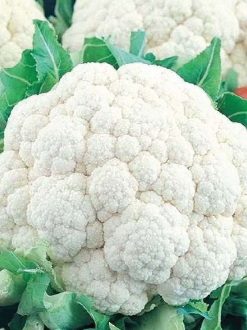 ORGANIC CAULIFLOWER SEEDLING <br>   شتلات القرنبيط العضوية
