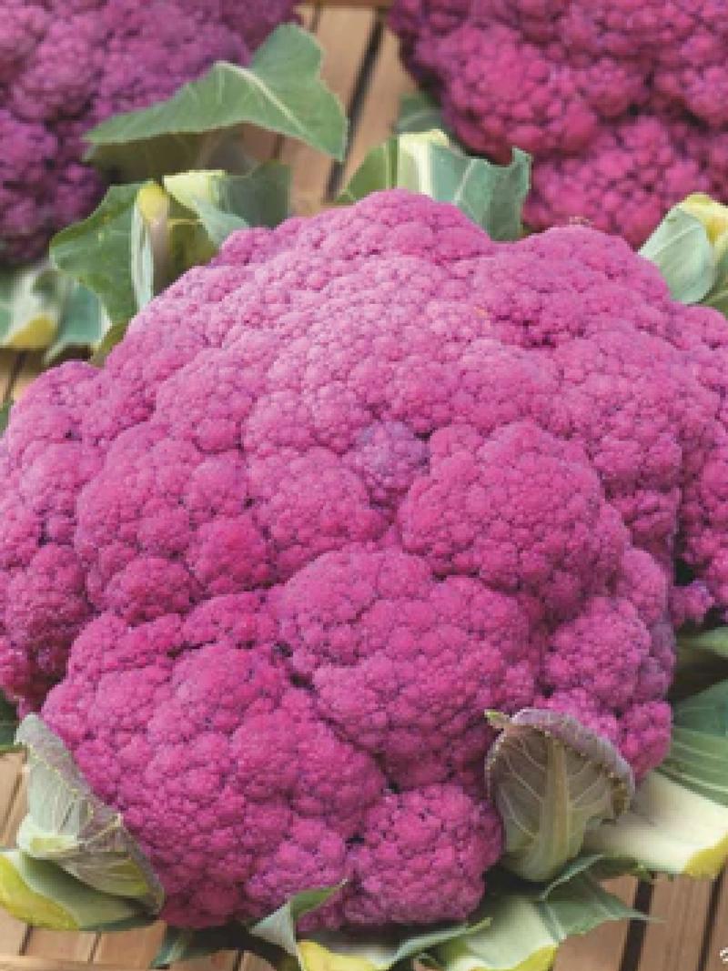 PURPLE CAULIFLOWER SEEDS <br> بذور القرنبيط البنفسجي