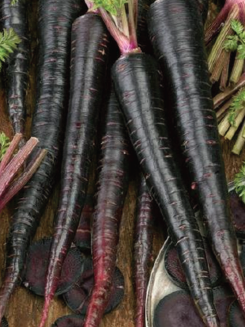 BLACK NEBULA CARROT SEEDS <br> بذور جزر بلاك نيبولا
