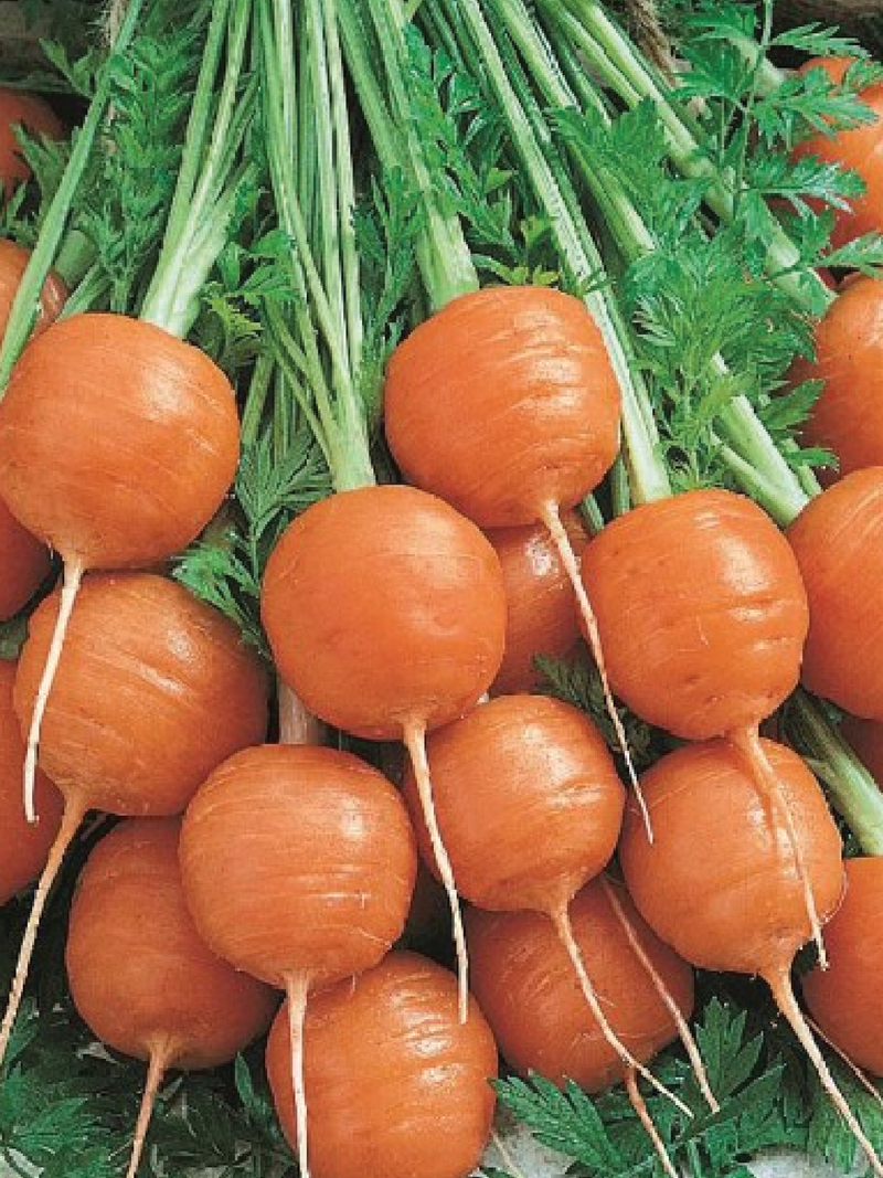 PARISIAN CARROT SEEDS <br> بذور الجزر الباريسي