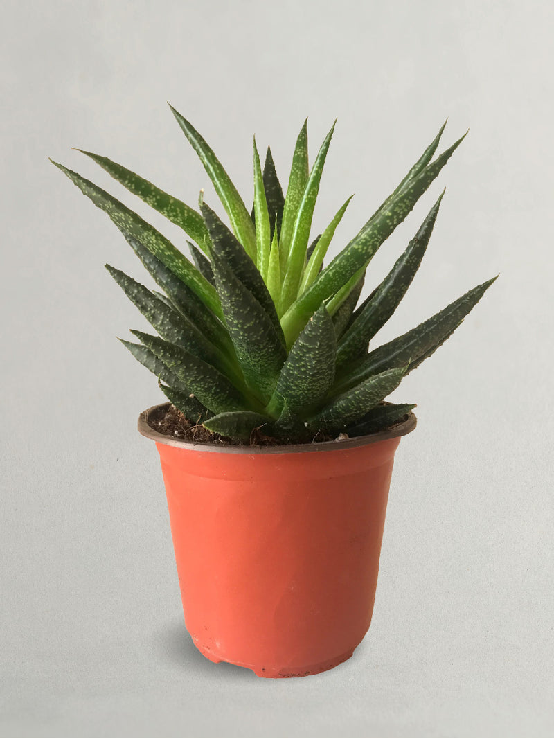 GASTERIA LILIPUTANA PLANT