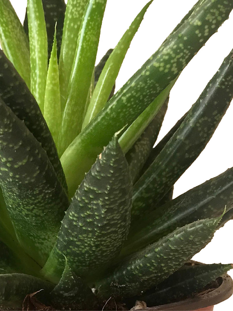 GASTERIA LILIPUTANA PLANT