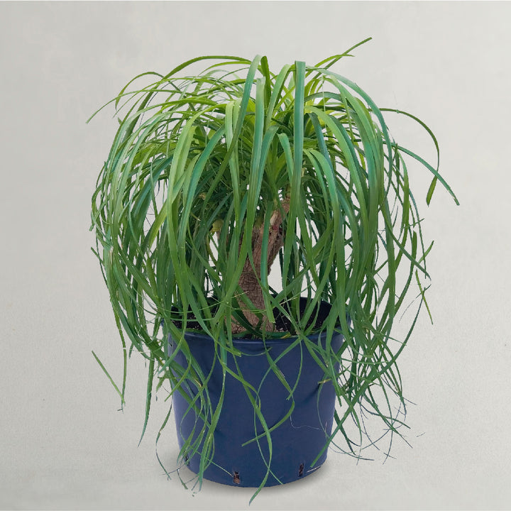 PONYTAIL PALM PLANT