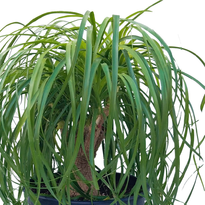PONYTAIL PALM PLANT