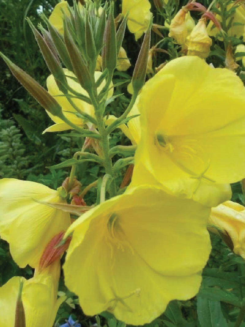 EVENING PRIMROSE FLOWER SEEDS <br> بذور زهور الربيع المسائية