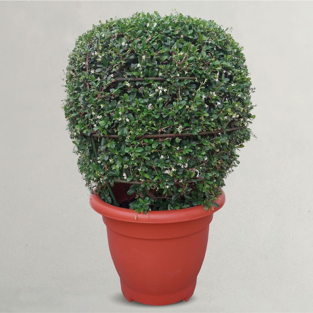 Ehretia Ball Plant | Shaped Outdoor Plants 