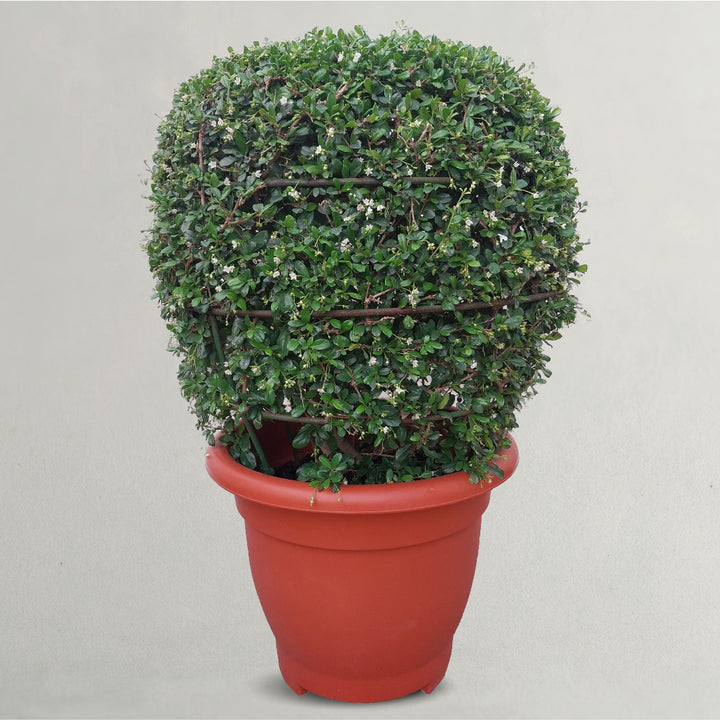 Ehretia Ball Plant | Shaped Outdoor Plants 