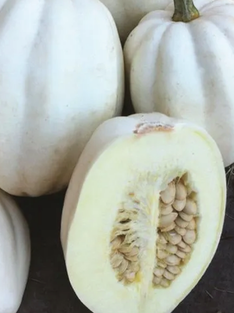 ORGANIC WHITE WINTER SQUASH SEEDLING <br> شتلات القرع الشتوي الأبيض العضوية