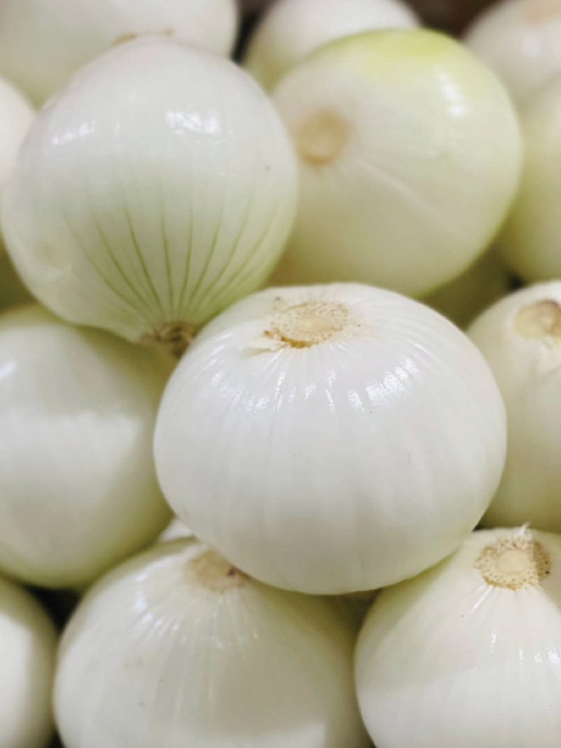WHITE ONION SEEDS <br> بذور البصل الأبيض