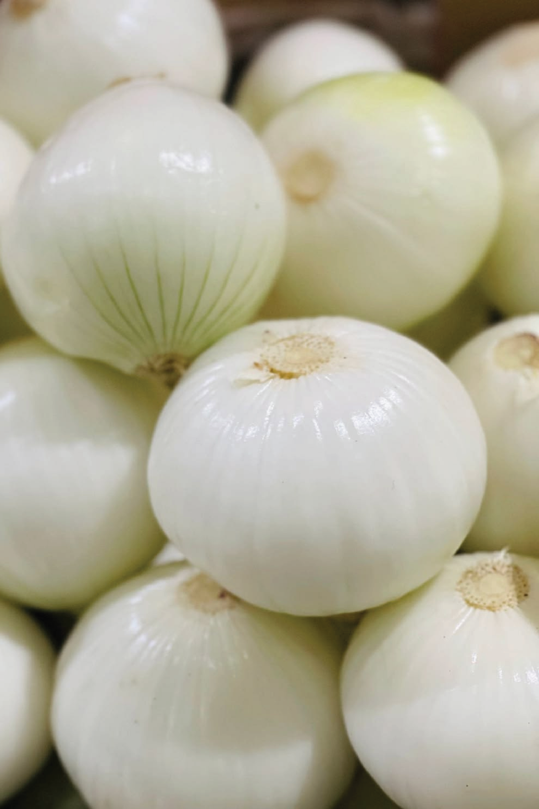 WHITE ONION SEEDS <br> بذور البصل الأبيض