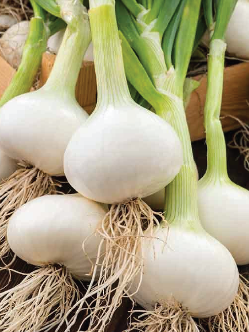 WHITE ONION SEEDS <br> بذور البصل الأبيض