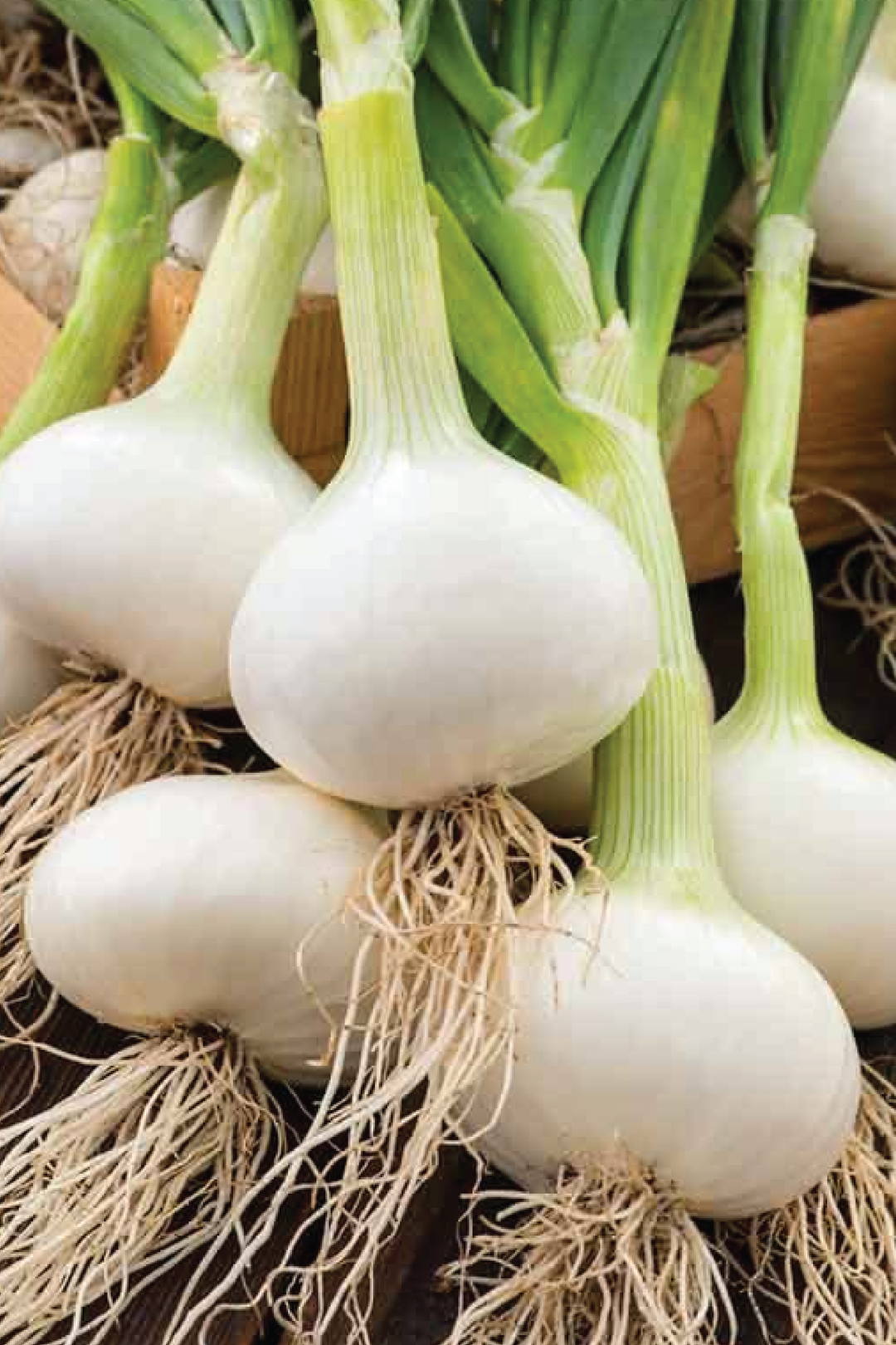 WHITE ONION SEEDS <br> بذور البصل الأبيض