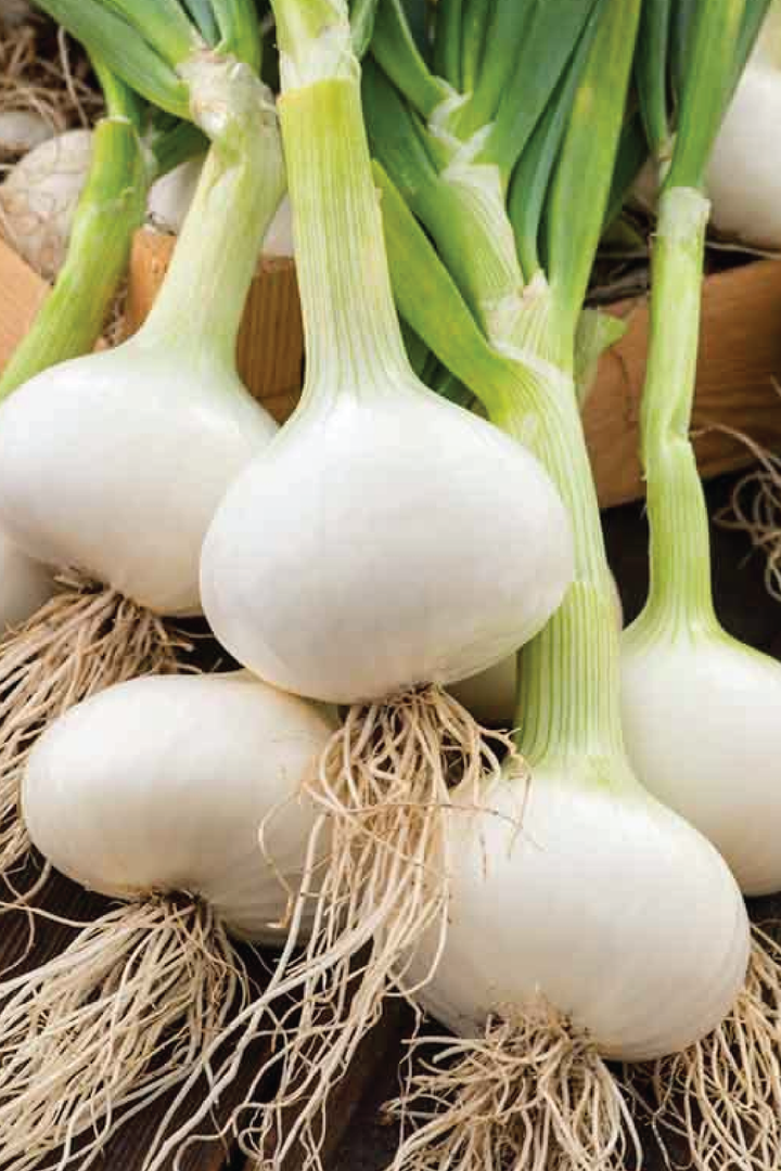 WHITE ONION SEEDS <br> بذور البصل الأبيض