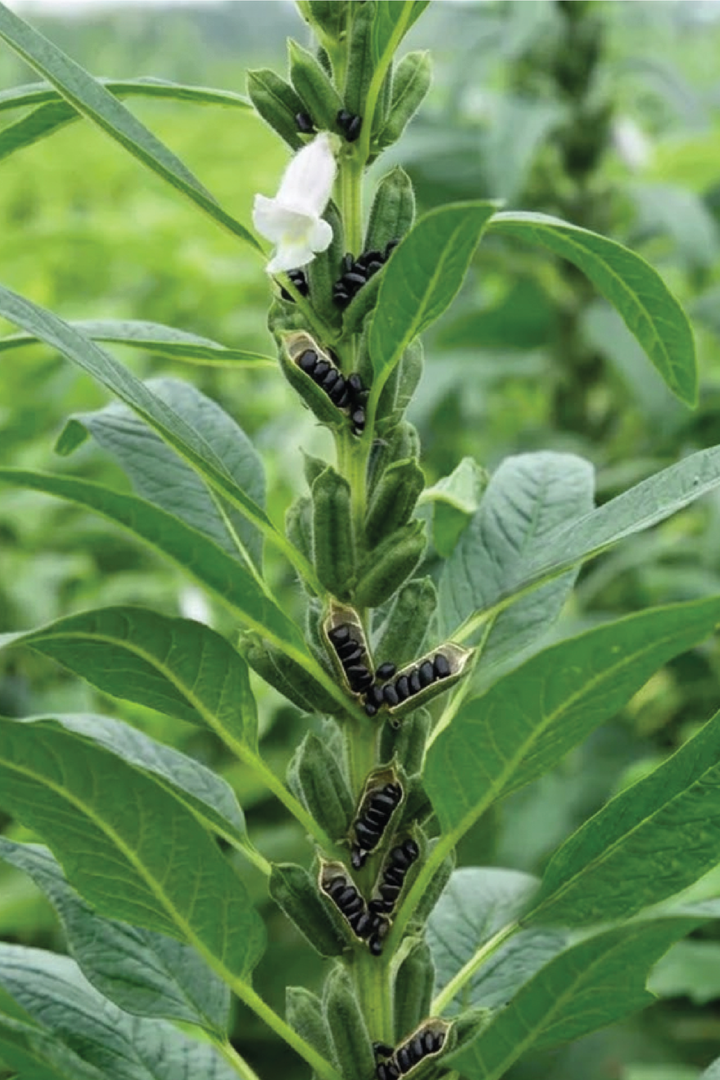 ORGANIC BLACK SESAME SEEDLING