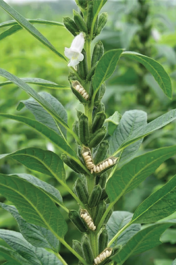 WHITE SESAME SEEDS <br> بذور السمسم الأبيض