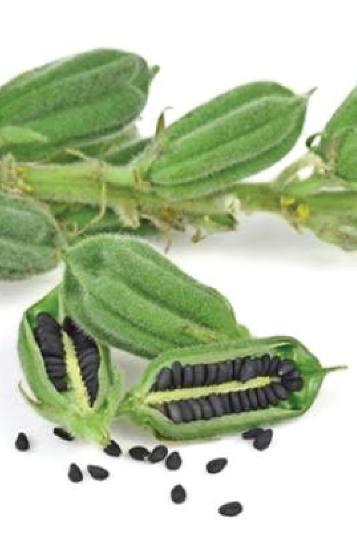 ORGANIC BLACK SESAME SEEDLING